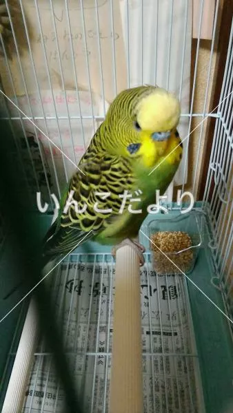 保護鳥の写真