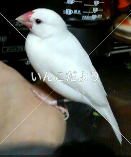 迷い鳥の写真