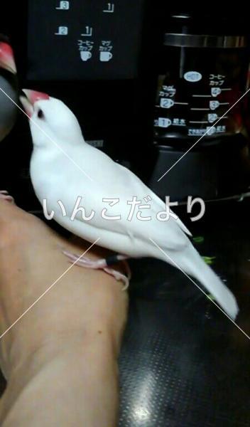 迷い鳥の写真