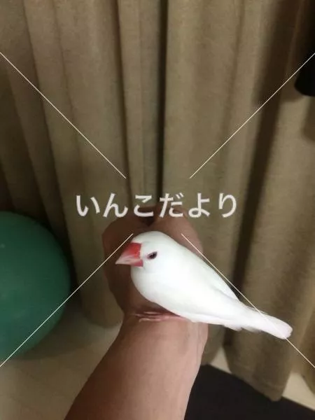 保護鳥の写真