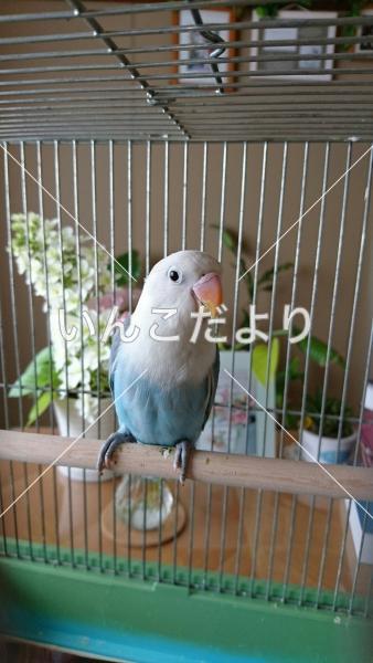 迷い鳥の写真