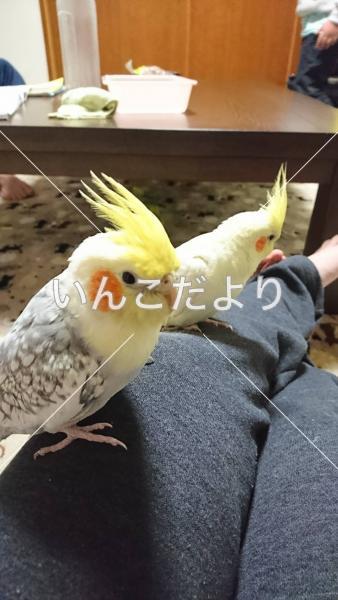 迷い鳥の写真