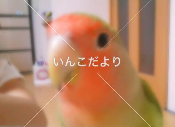 迷い鳥の写真