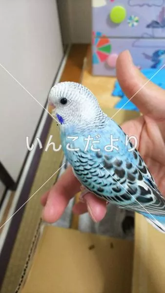 迷い鳥の写真