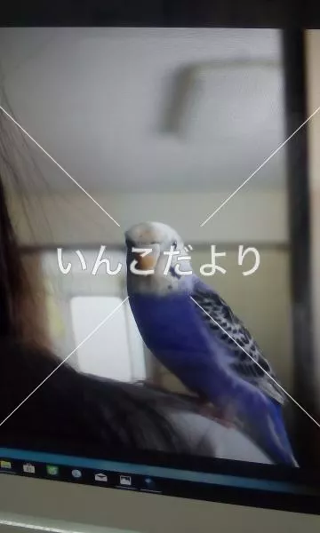 迷い鳥の写真