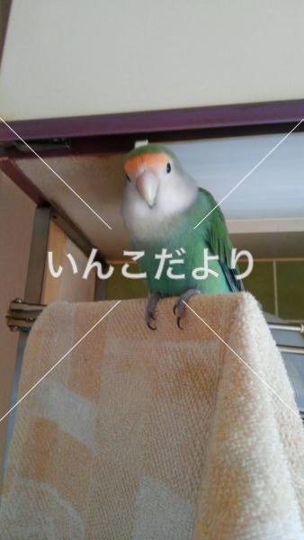 迷い鳥の写真