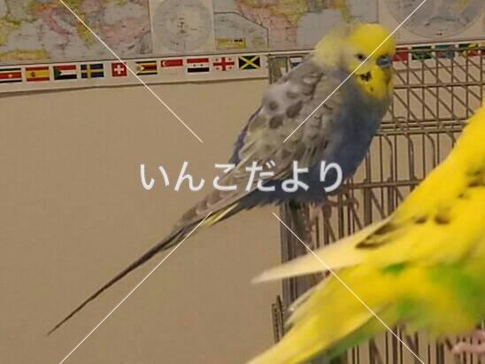 迷い鳥の写真