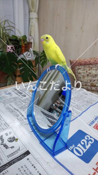 迷い鳥の写真
