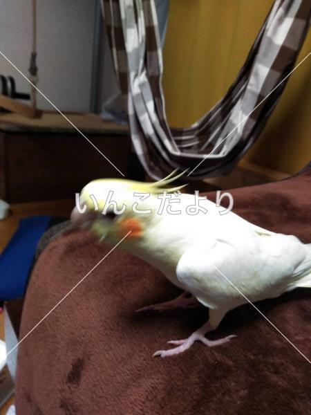 迷い鳥の写真