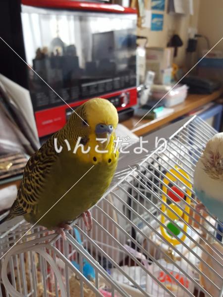 迷い鳥の写真