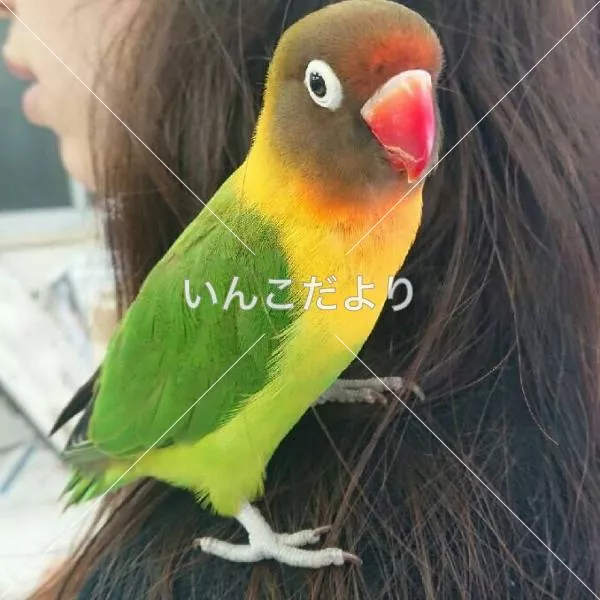 保護鳥の写真