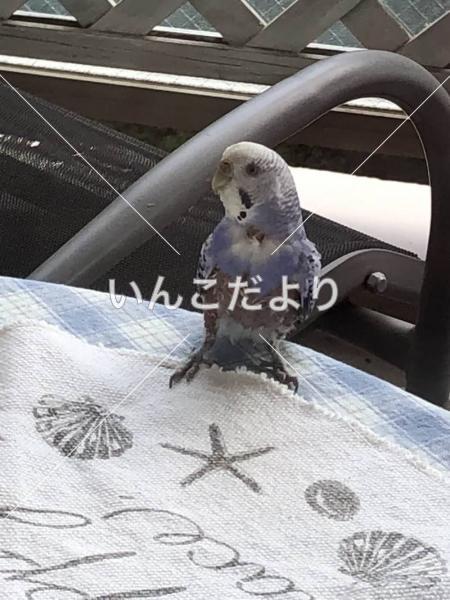 迷い鳥の写真
