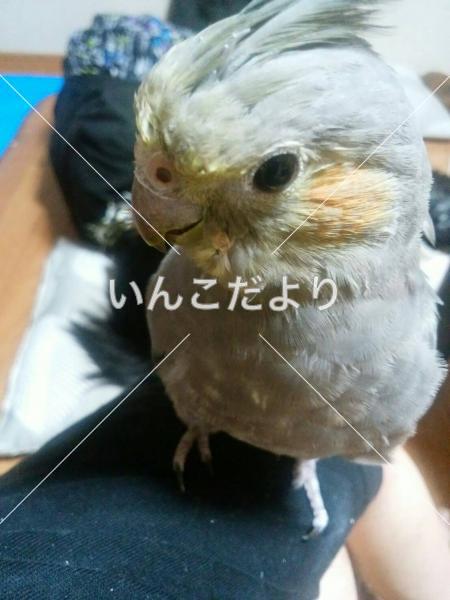 迷い鳥の写真