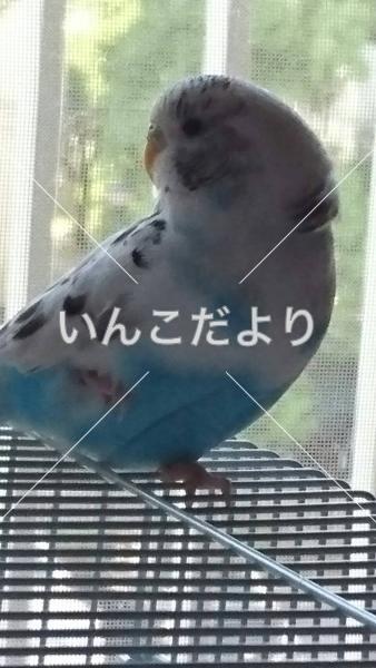 迷い鳥の写真
