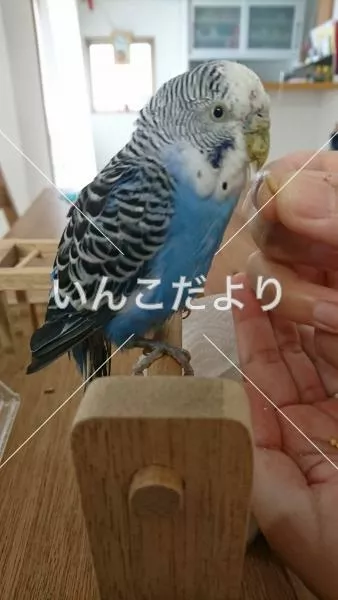 保護鳥の写真