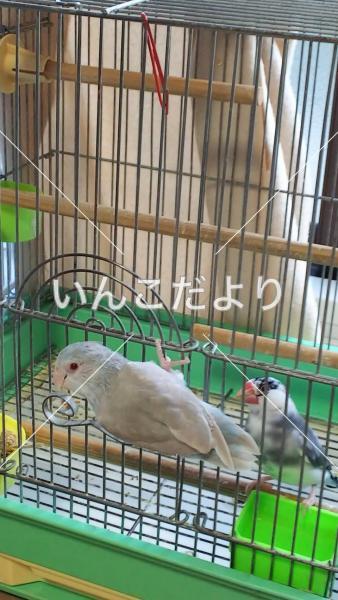 迷い鳥の写真