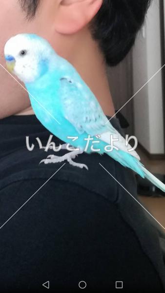迷い鳥の写真