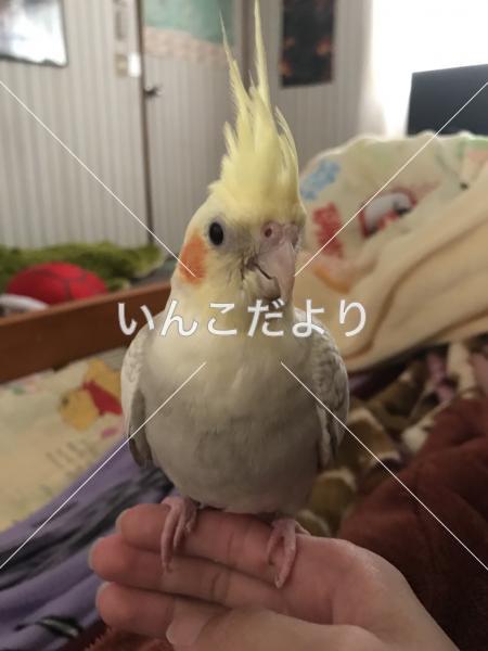 迷い鳥の写真