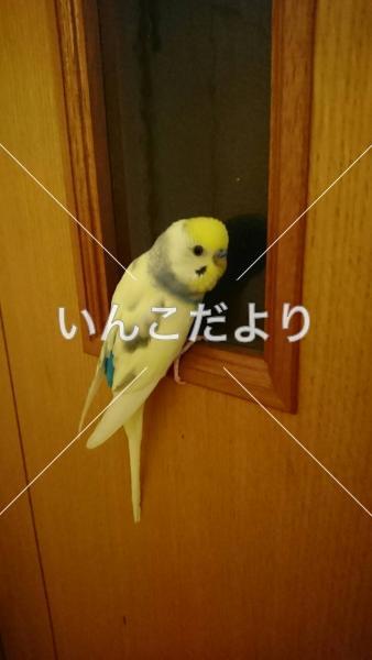 迷い鳥の写真