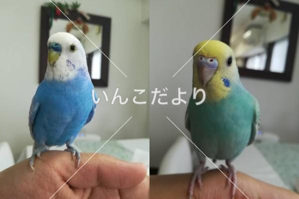 迷い鳥の写真
