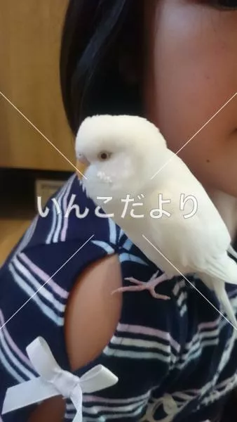 保護鳥の写真