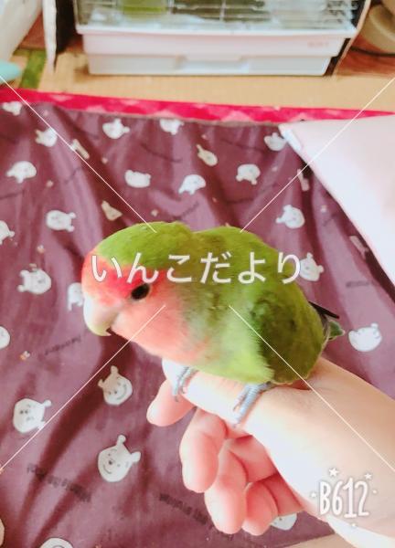 迷い鳥の写真