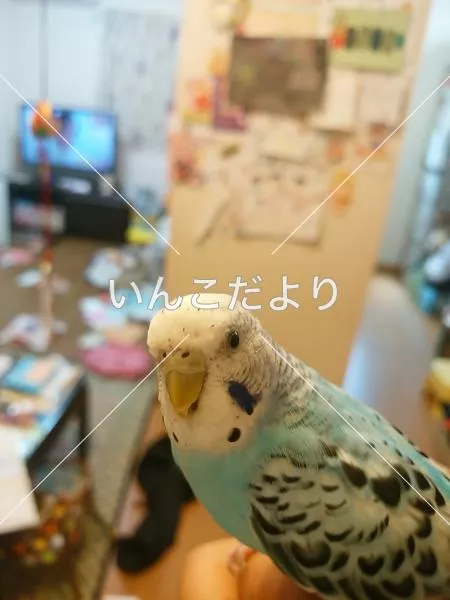 保護鳥の写真