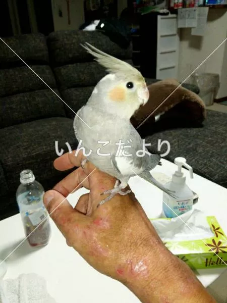 保護鳥の写真