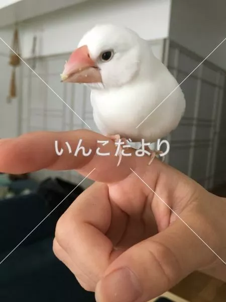 保護鳥の写真