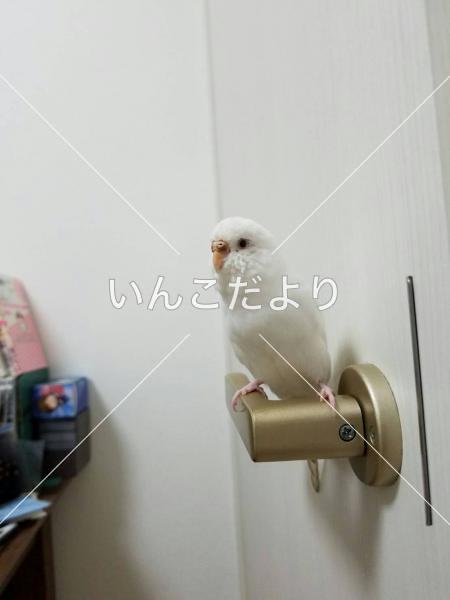迷い鳥の写真
