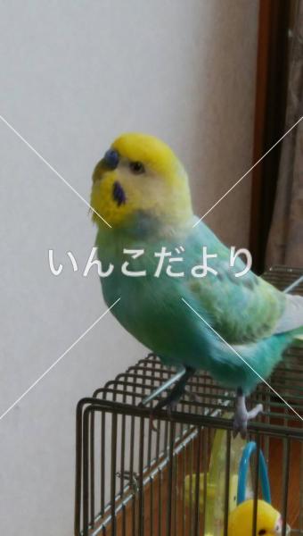 迷い鳥の写真