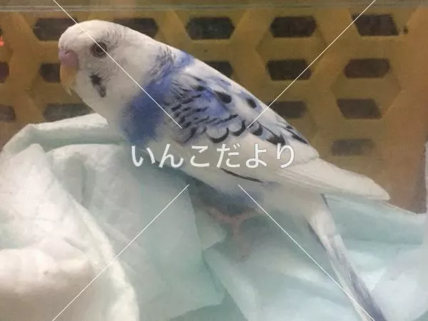 保護鳥の写真