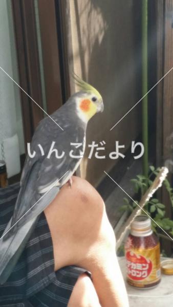迷い鳥の写真