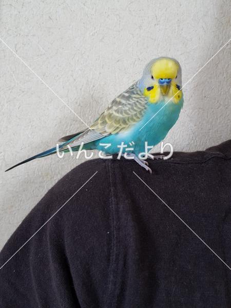 保護鳥の写真