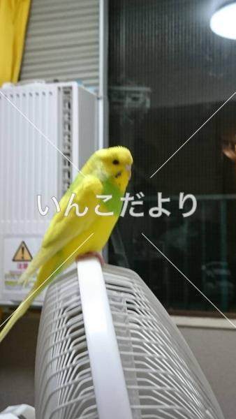 保護鳥の写真