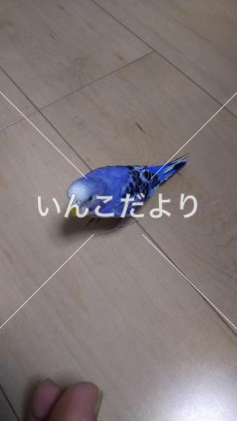 保護鳥の写真