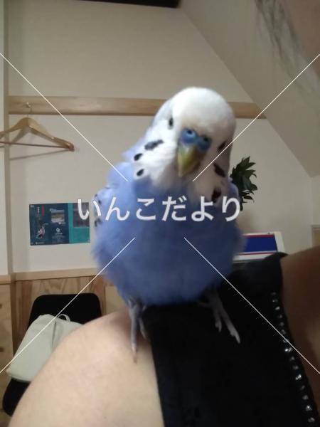 迷い鳥の写真