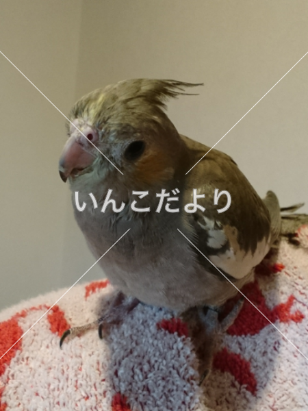 迷い鳥の写真