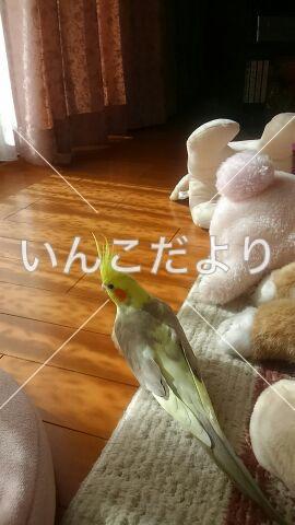 迷い鳥の写真