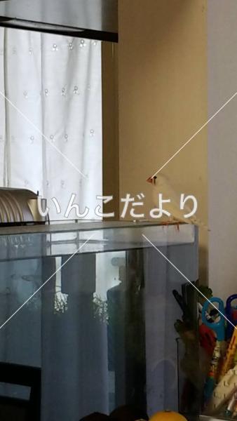 保護鳥の写真