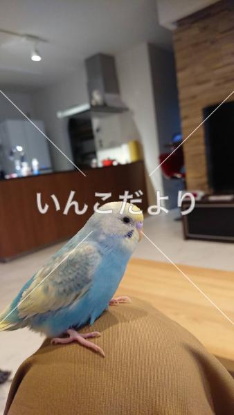 迷い鳥の写真