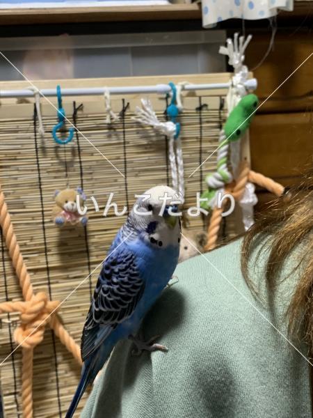 保護鳥の写真