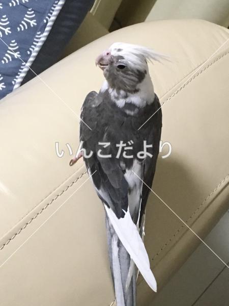迷い鳥の写真