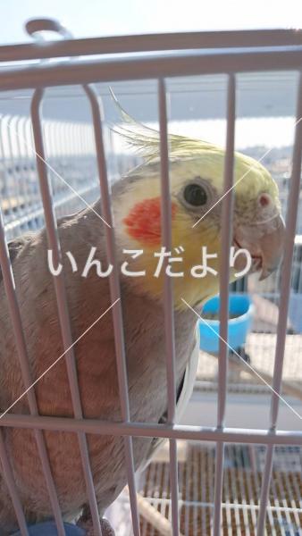 迷い鳥の写真