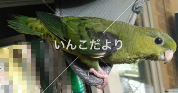 迷い鳥の写真
