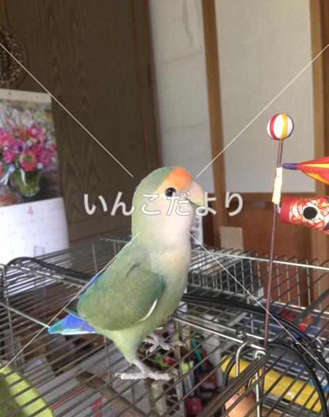 迷い鳥の写真