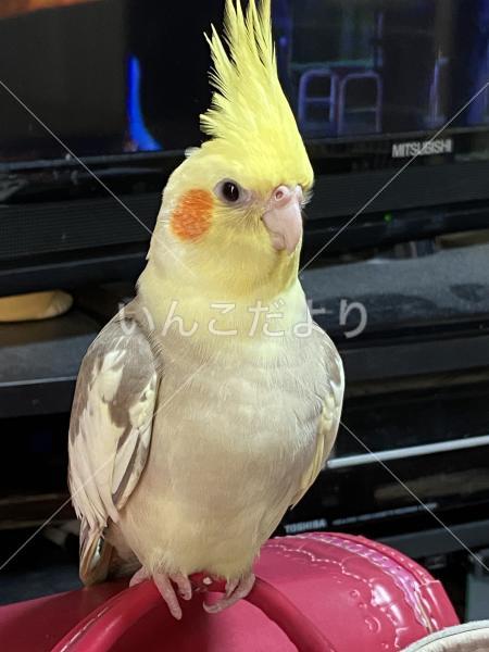 迷い鳥の写真