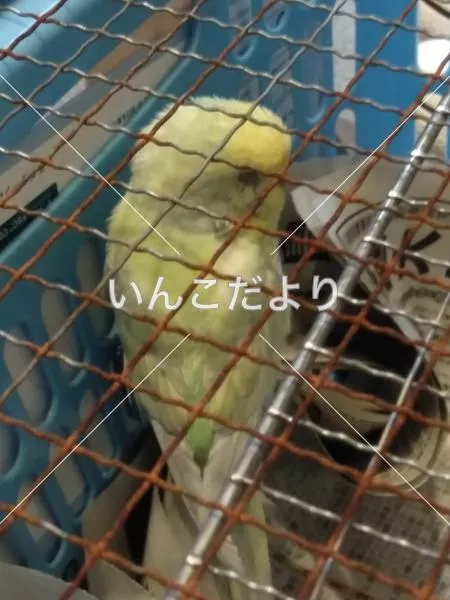 保護鳥の写真