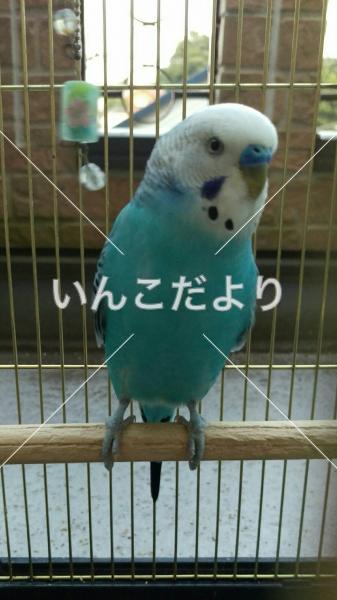 迷い鳥の写真