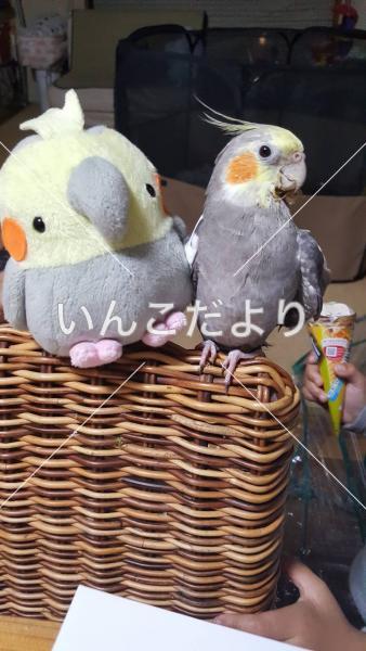 迷い鳥の写真